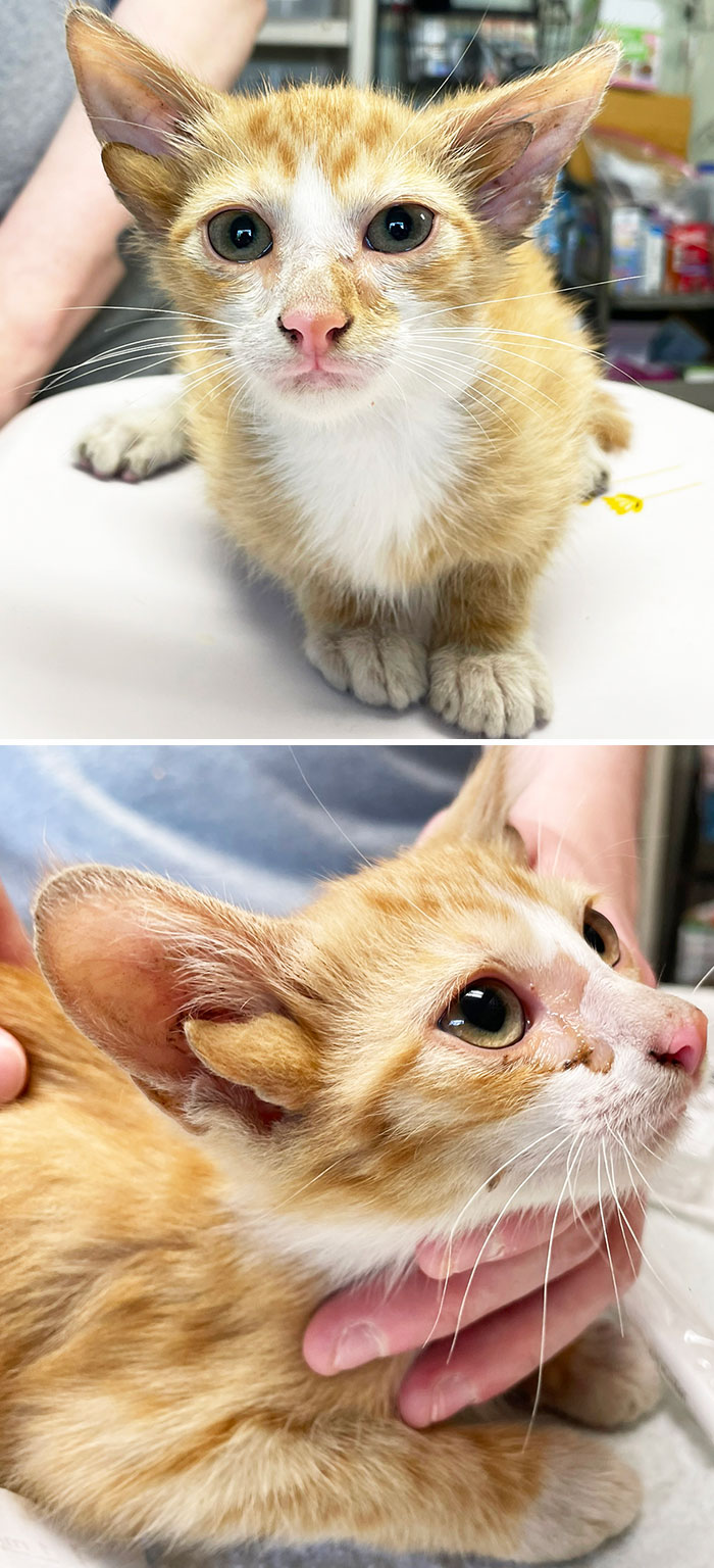 Orange tabby cat with unique genetic mutation, having unusually large ears, resting on a table.