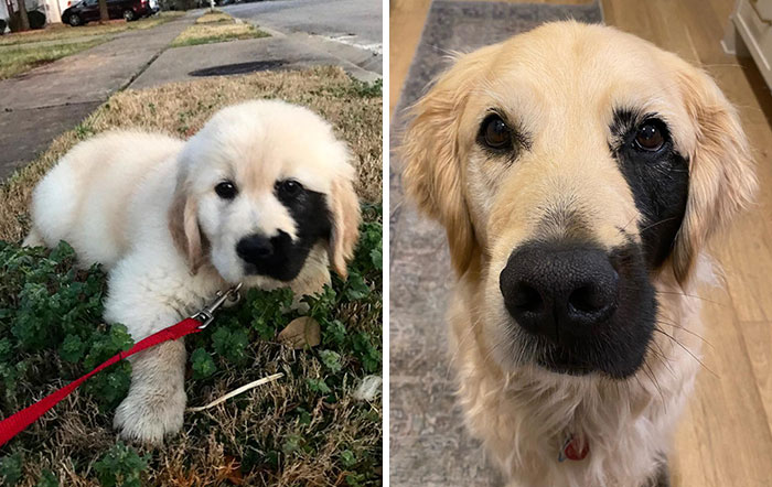 Golden retriever with unique facial marking, showcasing genetic mutations in pets.