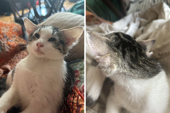 Kitten with unique genetic mutations, featuring extra ears, resting on a blanket.