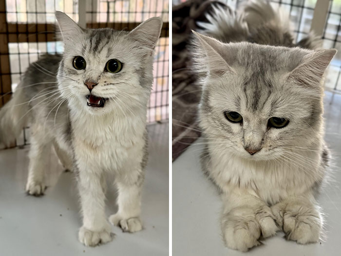 A fluffy white and gray cat with a unique genetic mutation, showcasing extra toes, inside a cage.