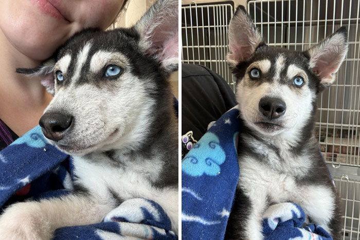 Unique pet with striking blue eyes wrapped in a blue blanket, showcasing genetic mutations.