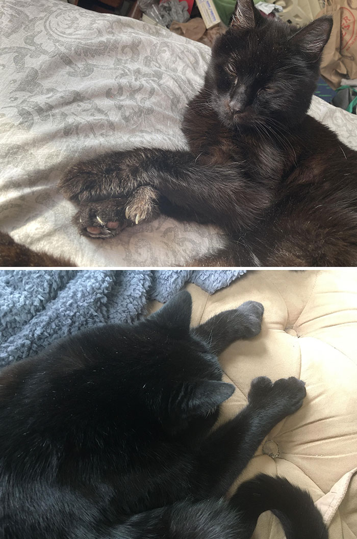 Black cat with extra toes on a bed, showcasing unique pet genetic mutations.