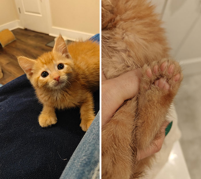 Orange kitten with unique genetic mutations, showing extra toes on a paw.