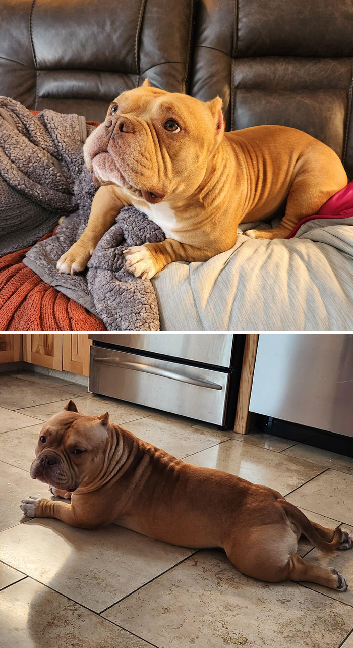 Brown dog with distinctive genetic mutations lying on a couch and on a kitchen floor.