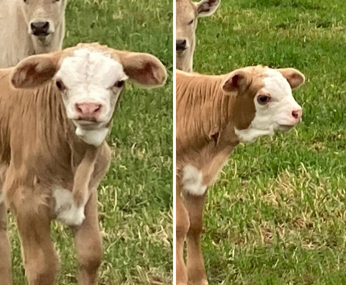 Calf with unusual genetic mutation on its face, standing in a grassy field.