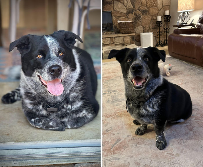 Black and white dog with genetic mutations, sitting inside a cozy home, showcasing unique features.