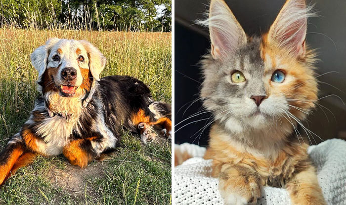 111 Of The Rarest Genetic Mutations Ever That People Noticed In Pets (New Pics)