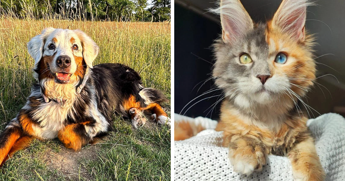 111 Of The Rarest Genetic Mutations Ever That People Noticed In Pets (New Pics)