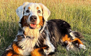 50 Of The Wildest And Cutest Genetic Mutations Ever Spotted In Pets (New Pics)