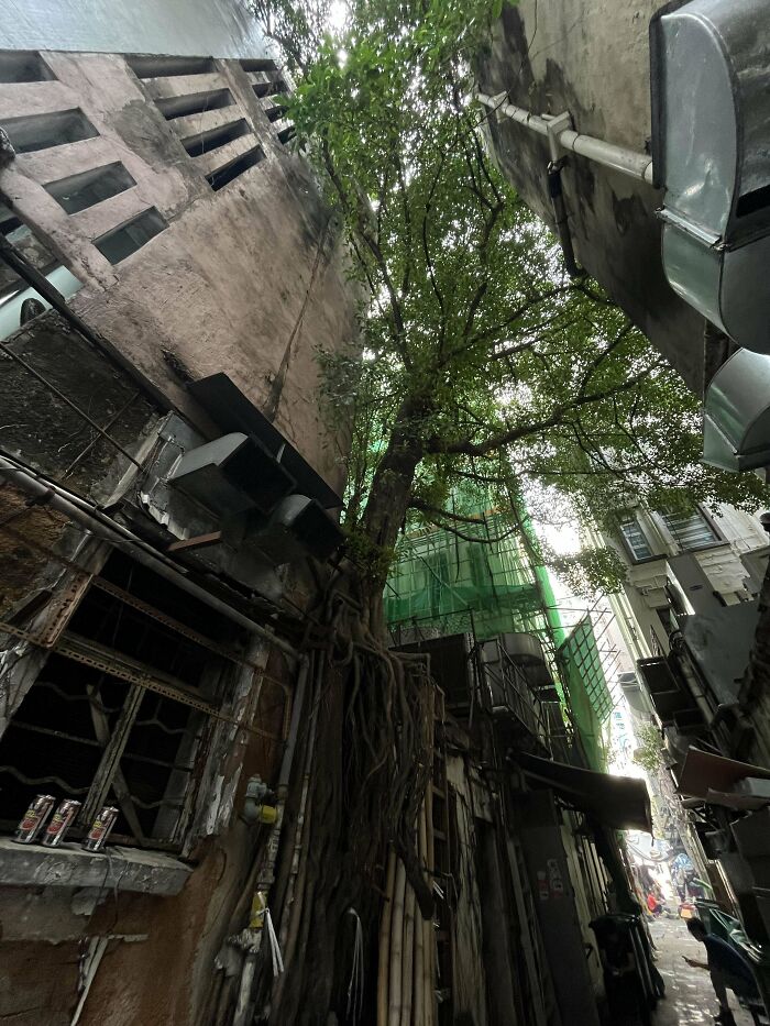 Tall tree grows amidst decaying urban hellscape with overgrown roots and dilapidated buildings.