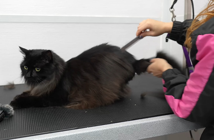 Vanessa De Prophetis gently combing a long-haired black cat on a grooming table.