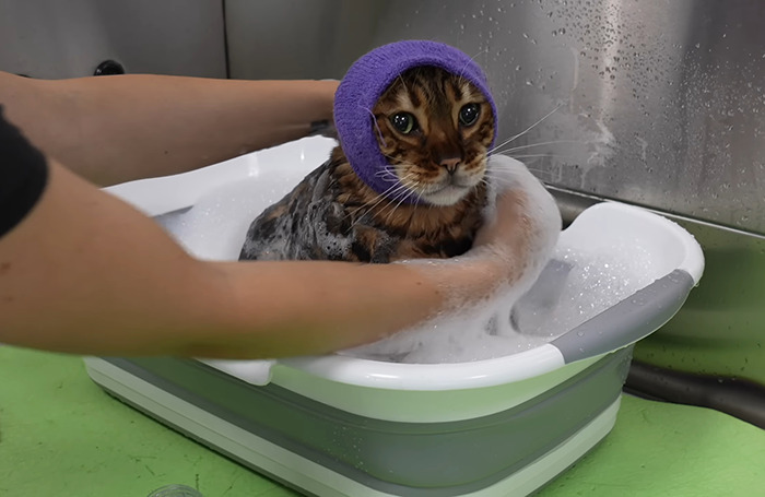 Cat being washed by groomer for free, helping animals, in a small tub.