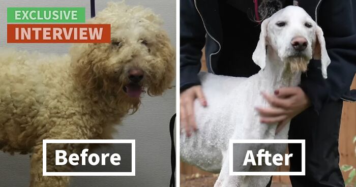 Pet Groomer Who Works For Free To Help Neglected Animals Reveals “Sad Truth” About Owners