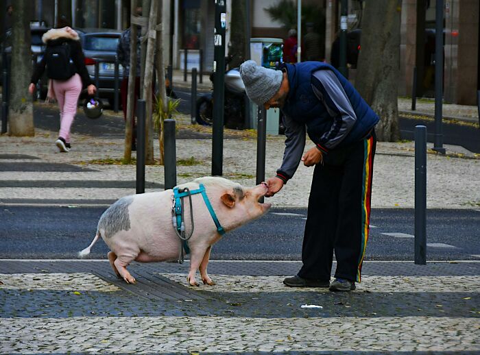 Person in a beanie feeds a harnessed pig on a city sidewalk, illustrating awkward delivery stories.