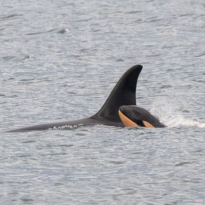 Another “Devastating” Loss For Orca Mom Who Carried Lifeless Calf For 17 Days And 1,000 Miles