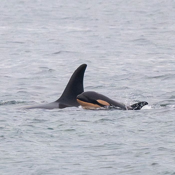 Another “Devastating” Loss For Orca Mom Who Carried Lifeless Calf For 17 Days And 1,000 Miles