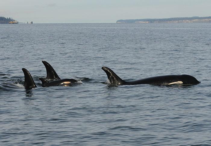 Another “Devastating” Loss For Orca Mom Who Carried Lifeless Calf For 17 Days And 1,000 Miles