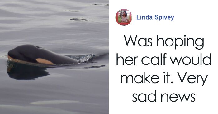 “Utterly Heartbreaking”: Orca Who Carried Lifeless Calf For 17 Days Loses Another Baby