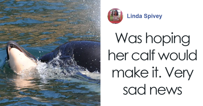 Questions Arise About Whale Food Supply After Orca Mom Loses Second Calf: “Utterly Heartbreaking”