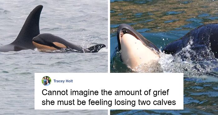 “Tremendous Loss”: Female Orca Who Carried Lifeless Calf For 17 Days Loses Another Offspring