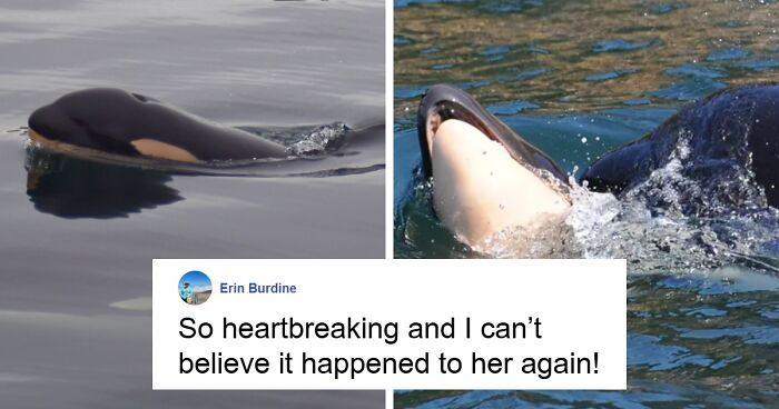 Loss Of Orca’s Calf Is “Particularly Devastating” Experts Share Amid Killer Whale’s Tragic Past