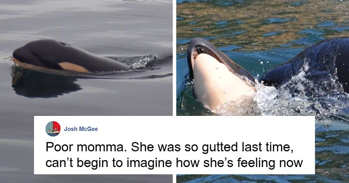 People React To Orca Mom’s “Devastating” Loss: “Why Does This Keep Happening?”