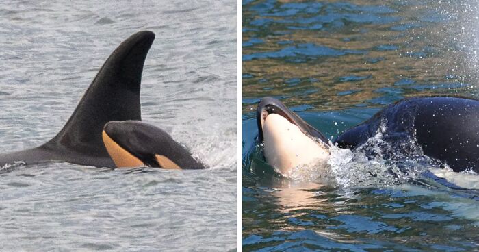 Orca Who Carried Lifeless Calf For 17 Days Loses Another Offspring: “Particularly Devastating”