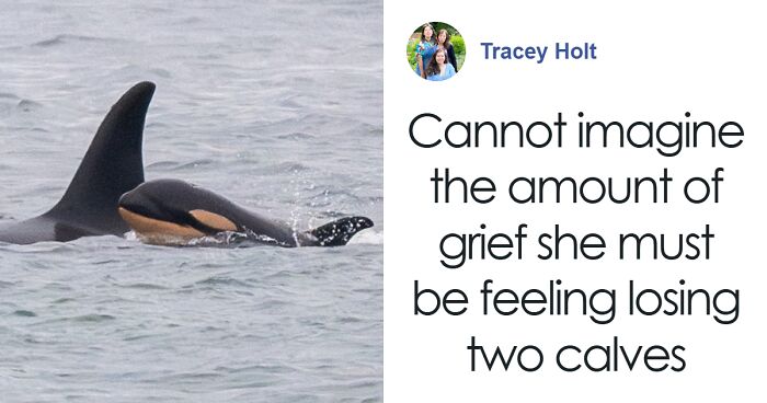 “Nature Is So Cruel”: Another Loss For Orca Mom Known For Carrying Her Lifeless Calf For 17 Days