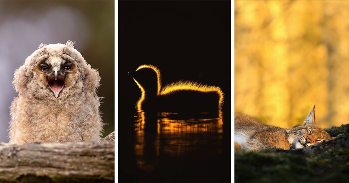 46 Beautiful Wildlife Photographs By Finnish Photographer Ossi Saarinen (New Pics)