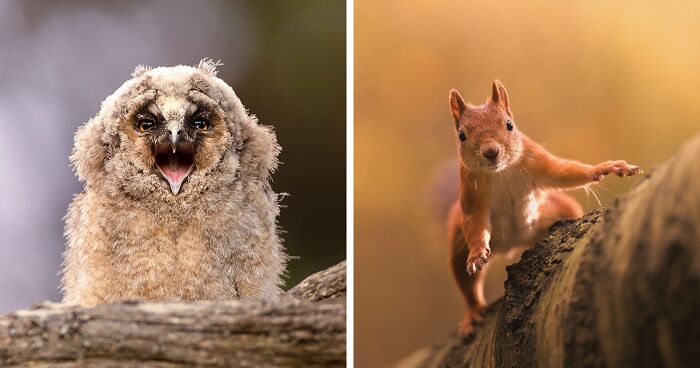 46 Beautiful Wildlife Photographs By Finnish Photographer Ossi Saarinen (New Pics)