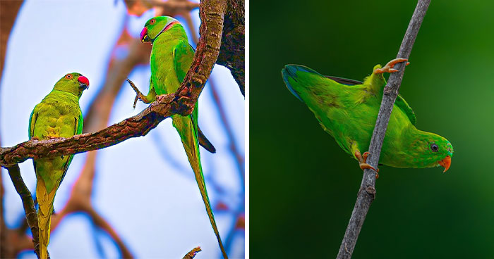 This Photographer Takes Beautiful Close-Up Photos Of Wildlife (27 New Pics)