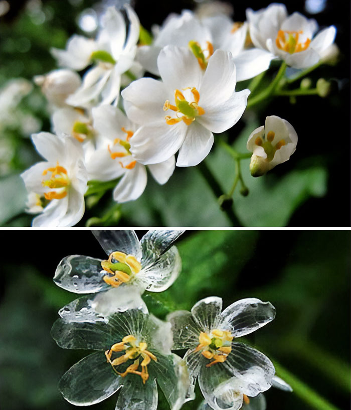 The Skeleton Flower’s Petals Become Transparent When It Rains