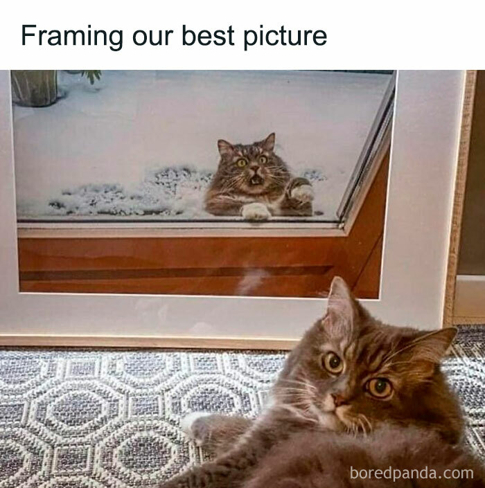 Fluffy cat lying on carpet with a framed photo of itself outside in snow, capturing a funny feline moment.