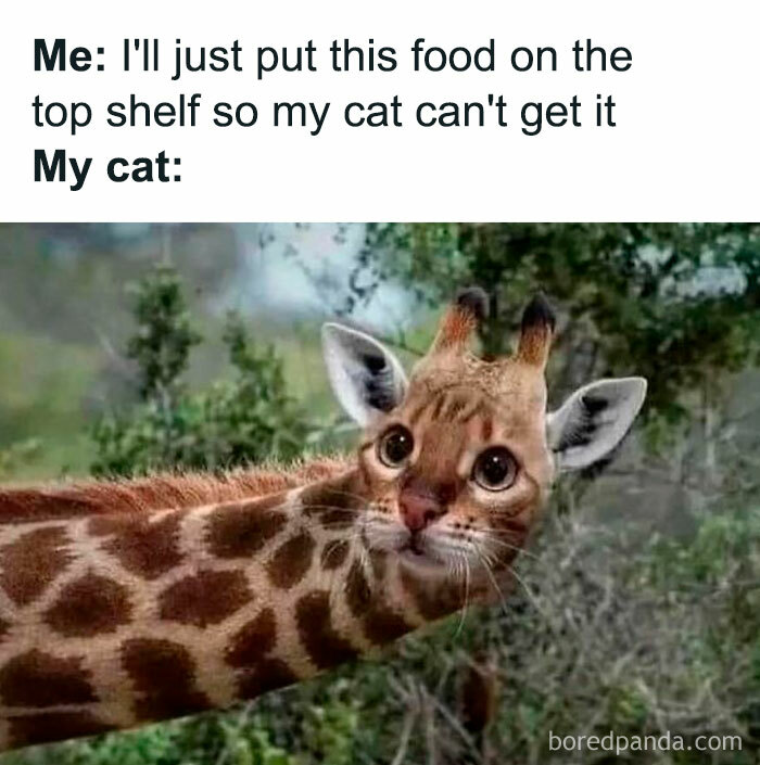 Cat with a giraffe body humorously defies explanation, illustrating funny and random cat images blended with creativity.