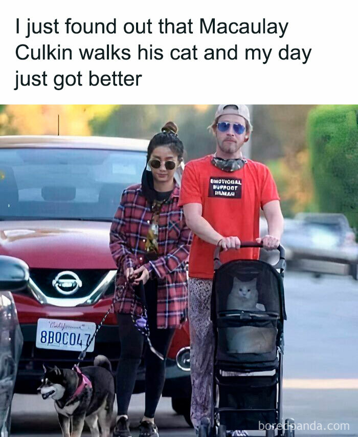 A person walking a cat in a stroller and a dog on a leash, showcasing hilariously random cat pics.