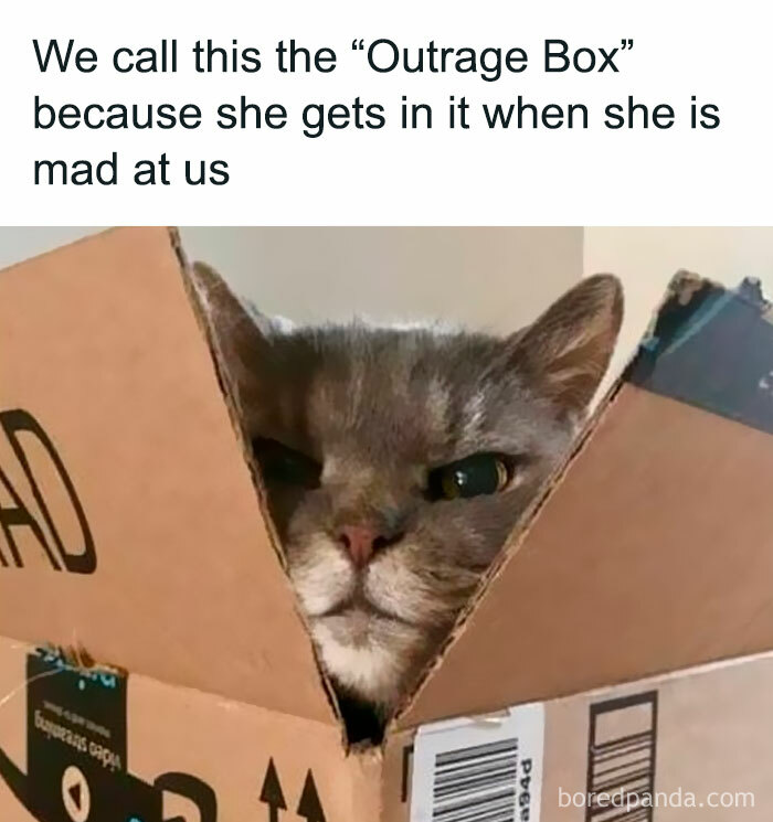 Grumpy cat hiding in a box labeled "Outrage Box."