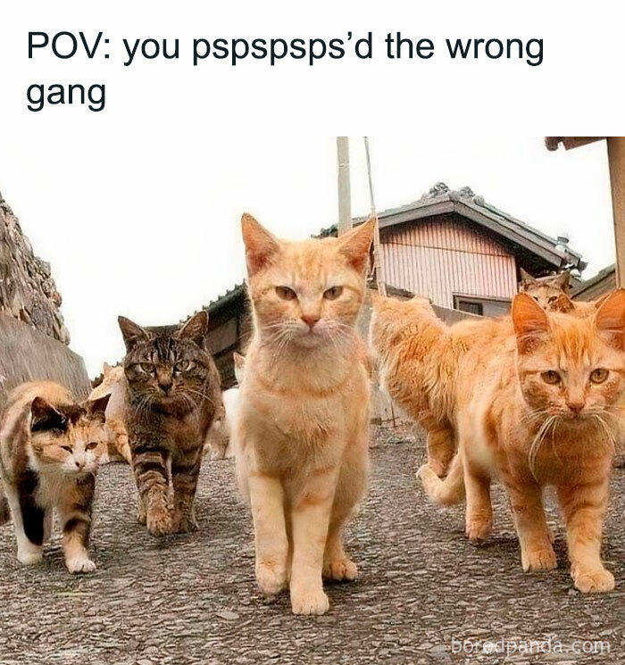 Five cats walking towards the camera on a street, with the text "POV: you pspspsps'd the wrong gang" above them.