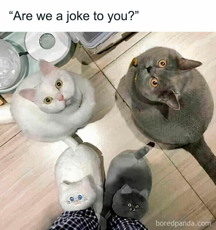 Two cats staring at person wearing matching cat slippers, creating a cute and funny scene.