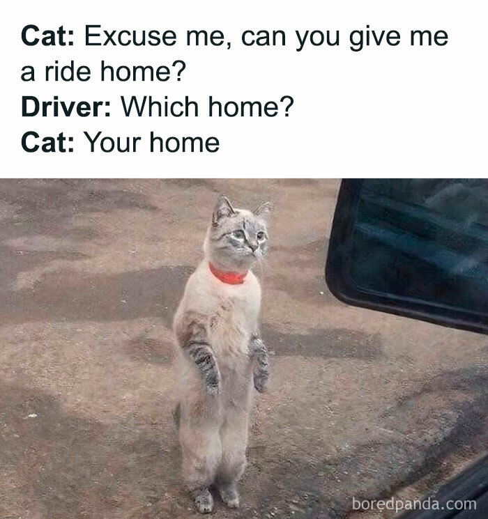 Standing cat appears to ask for a ride, reflecting a humorous cat scenario.