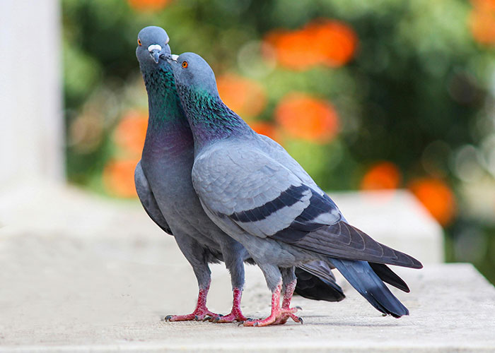 Wholesome scene of two pigeons nuzzling on a ledge with blurred colorful background.