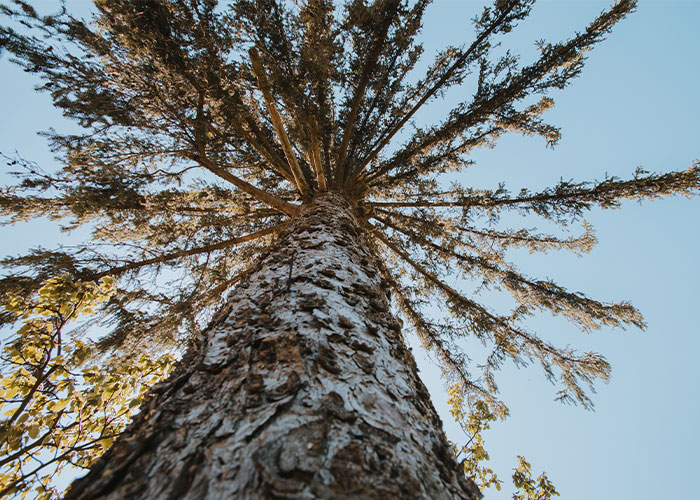 Tall tree viewed from below against a clear sky on a hike.