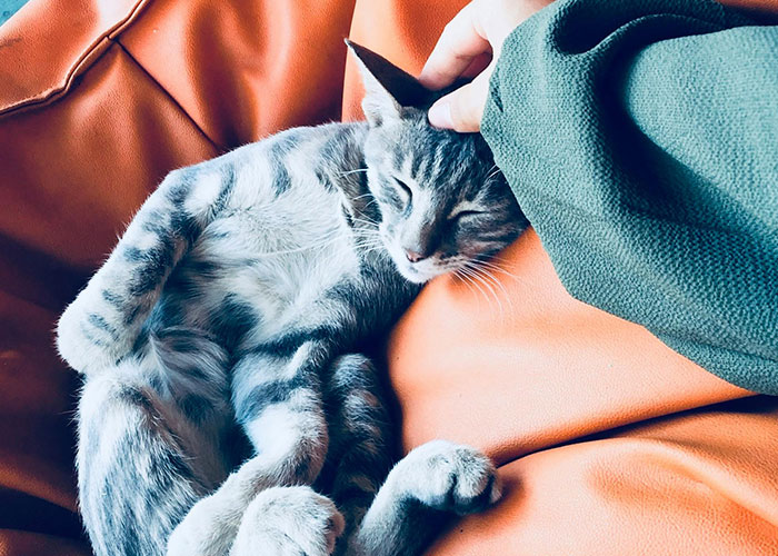 A tabby cat comfortably napping on an orange couch, receiving a gentle head scratch, exemplifying wholesome comfort.