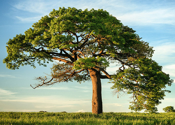 A large, solitary tree under a clear sky, in a grassy field.