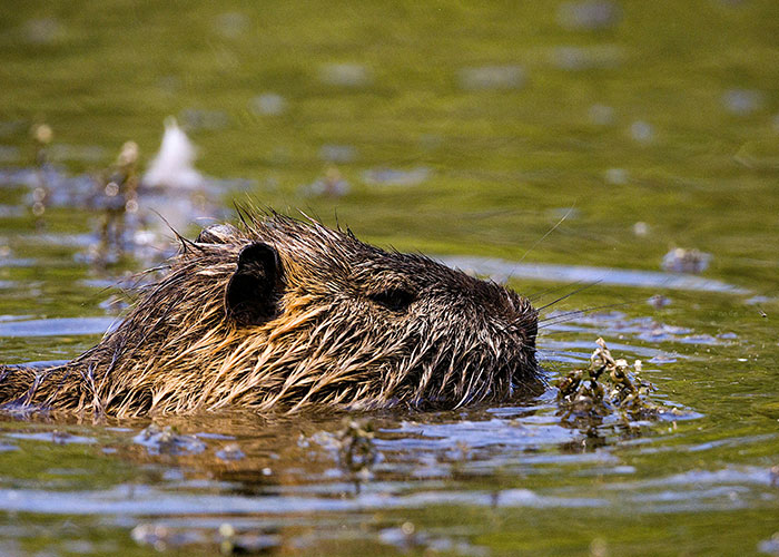 Wholesome beaver swimming in a pond, capturing a serene and delightful moment in nature.