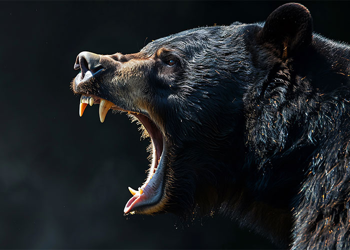 Close-up of a roaring bear, illustrating the dangers of scary hikes.