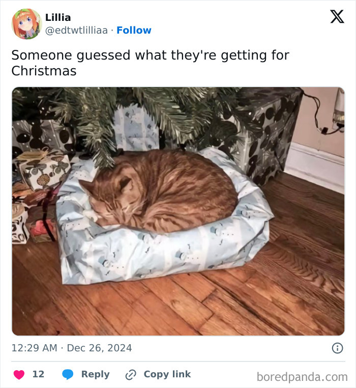 Cat sleeping on wrapped gift under Christmas tree, surrounded by presents, capturing a humorous scene with cats.