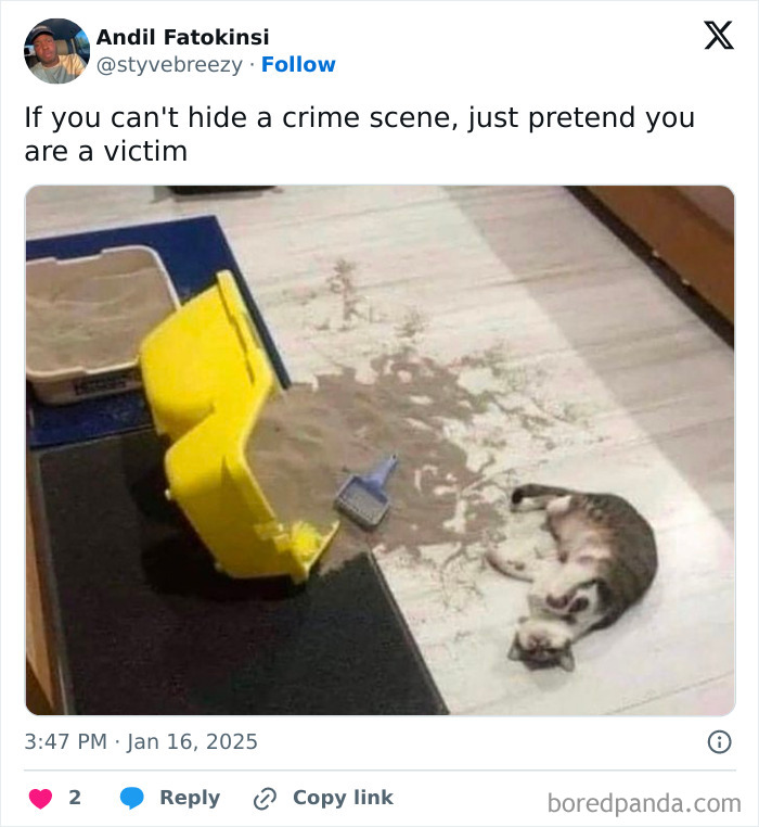 Cat lying playfully by spilled litter, captioned humorously about a crime scene.