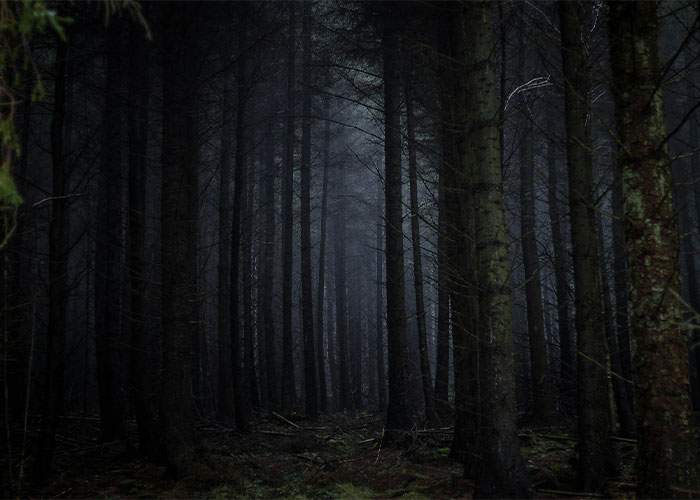 Eerie forest at dusk, evoking a sense of one of the scariest hikes with dense trees and shadowy paths.