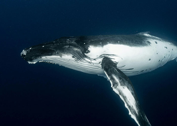 A graceful whale swimming in deep blue waters, embodying wholesome tranquility.