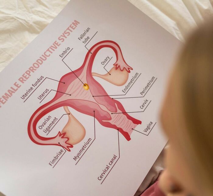 Diagram of the female body reproductive system, labeled with various anatomical parts.